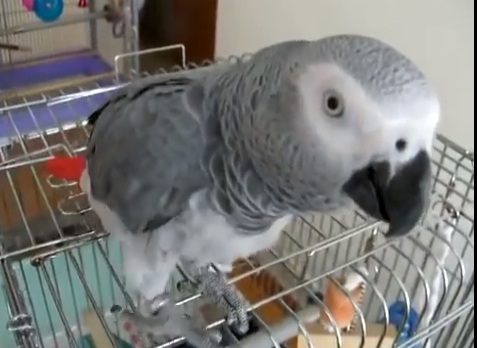 AC BOBO THE PARROT FROM YOUTUBE