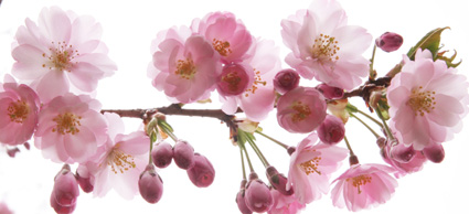 April 1 - 29: Brooklyn Botanic Garden Celebrates Hanami, the Cherry Blossom Season